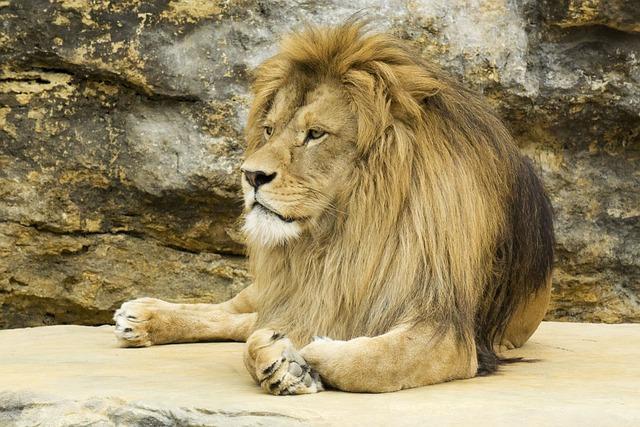 Lev v Astrologii: Královské Znamení Plné Síly