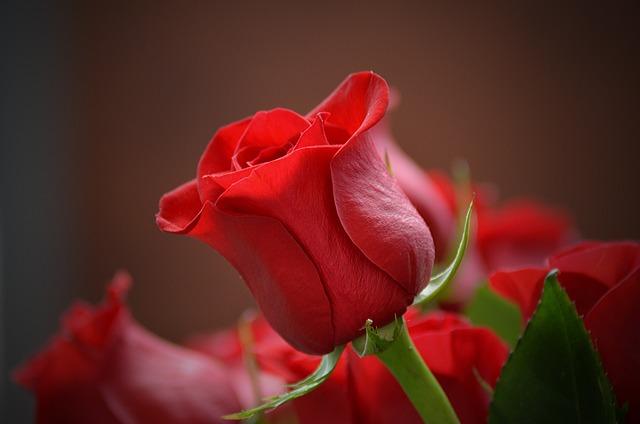 Barvy růží symbolismus: Co vám mohou růže prozradit o budoucnosti