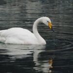 Vodní vs. ohnivá znamení: Co je odlišuje a spojuje?