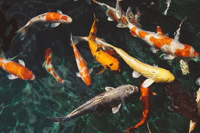 Ryby a jejich kameny: Jaké vybrat pro harmonii?